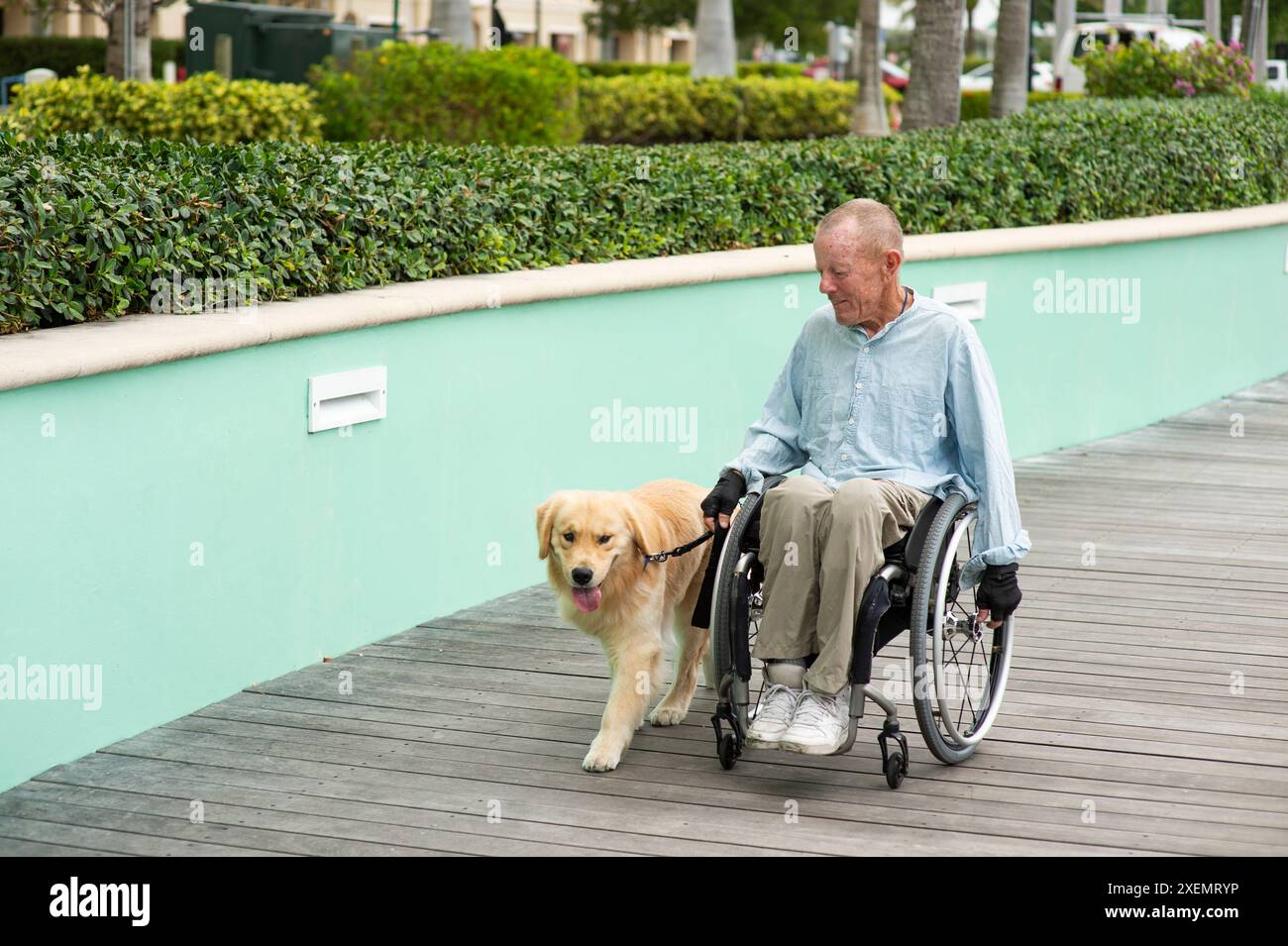 Man in a wheelchair walking with his service dog outdoors; Boynton Beach, Florida, United States of America Stock Photo