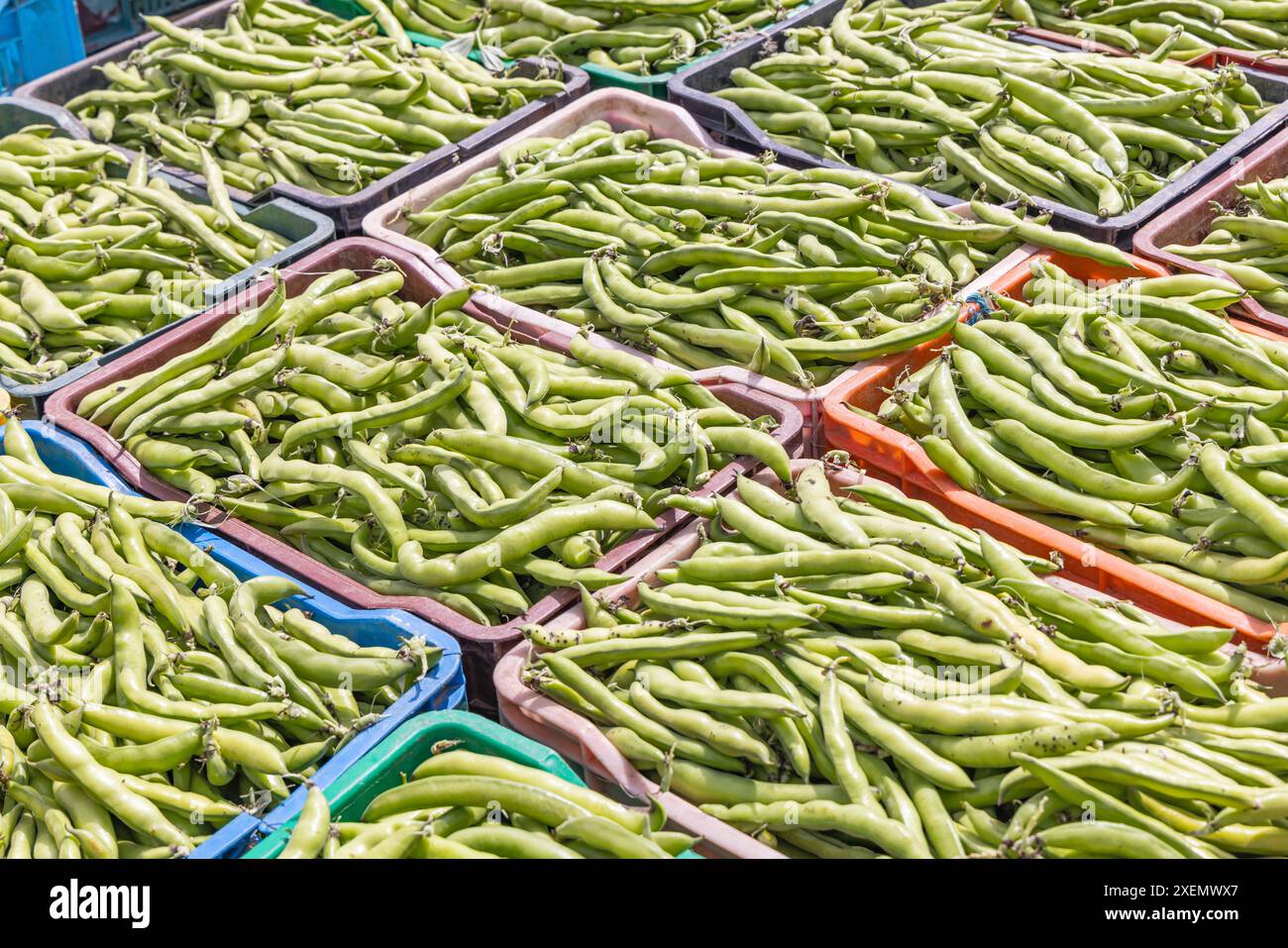Bean farm hi-res stock photography and images - Alamy