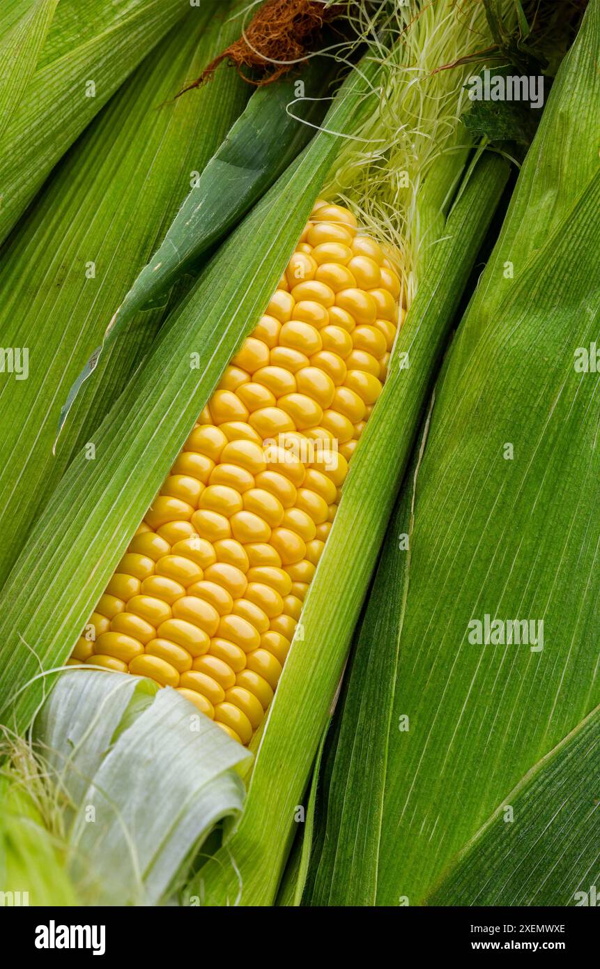 Close up of corn cobs with an open ear showing golden yellow kernels; Calgary, Alberta, Canada Stock Photo