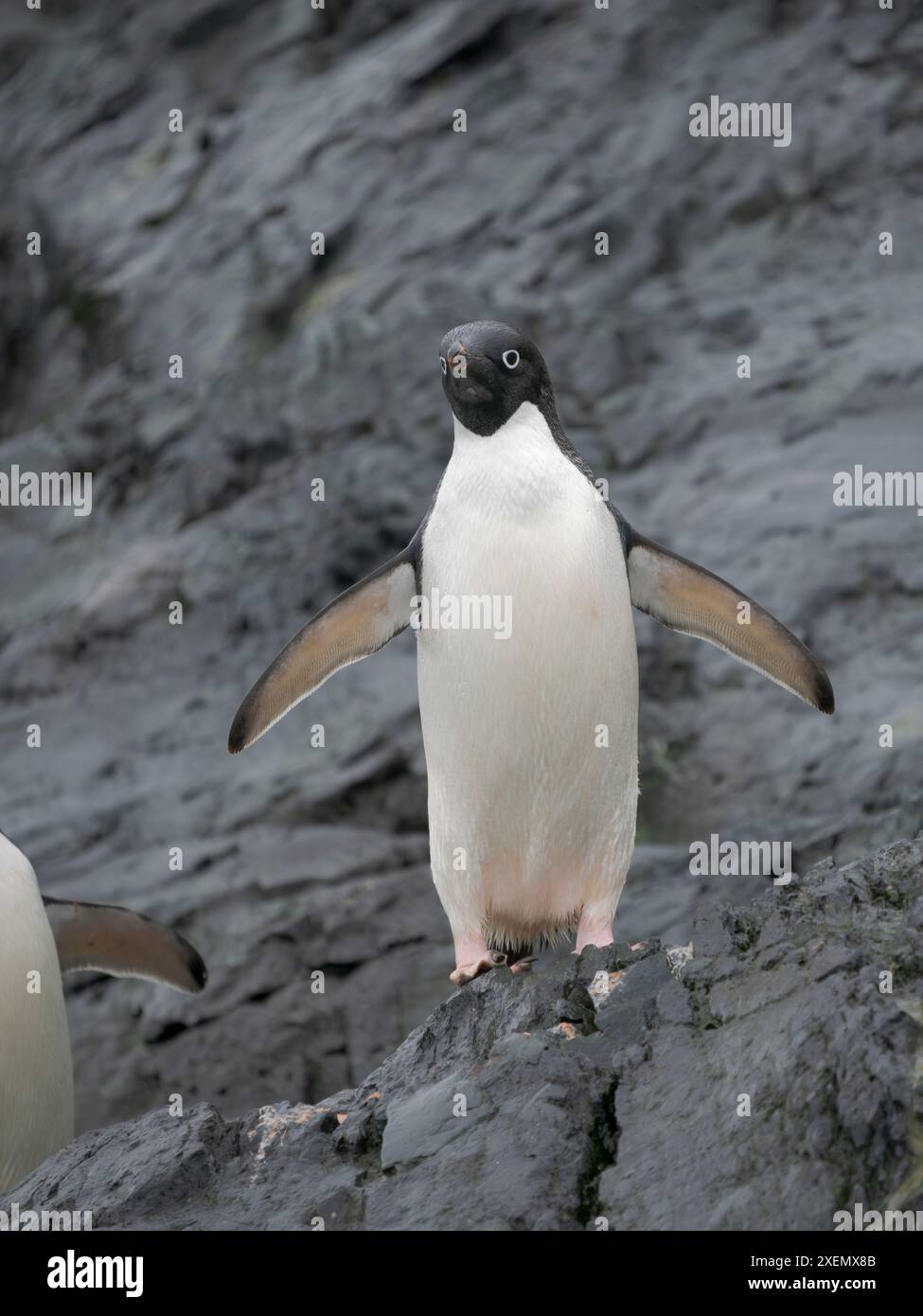 Adelie penguin, Antarctica, Antarctic Peninsula, Graham Land, Detaille