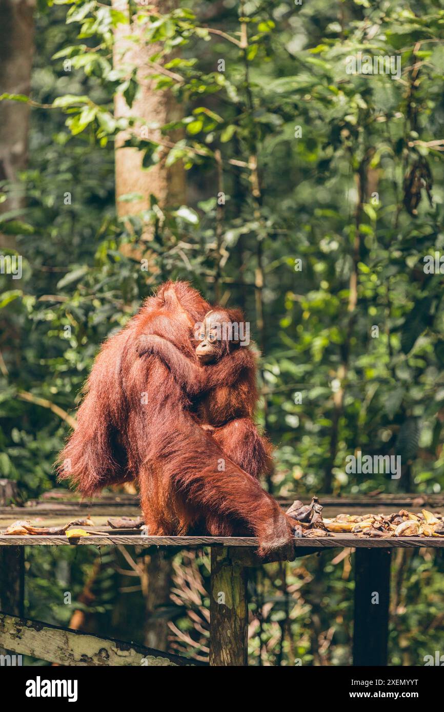 Orangutan (Pongo species) adult and young embracing while resting on a wooden board in Tanjung Puting National Park Stock Photo