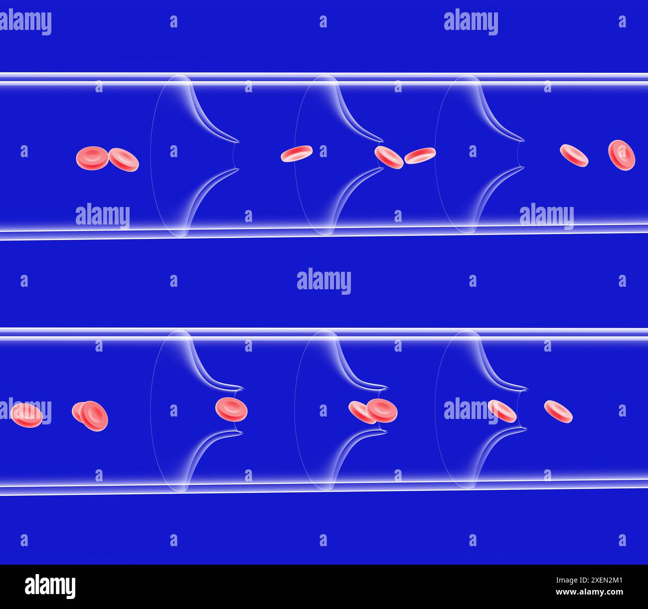 Anatomical 3d illustration of healthy vein. Movement of valves opening ...