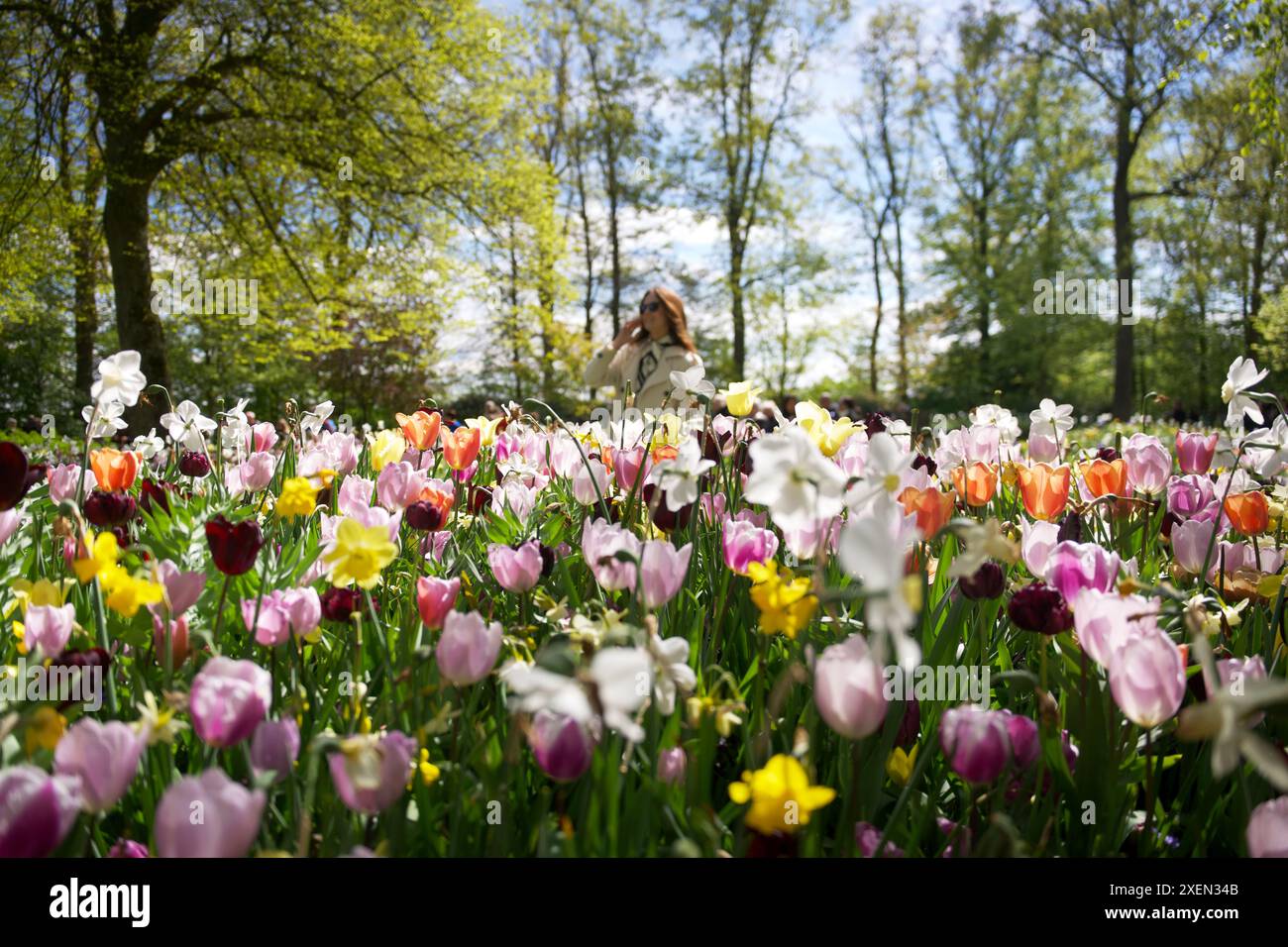 Girl in Keukenhof flower park, Netherlands with tulips in the ...
