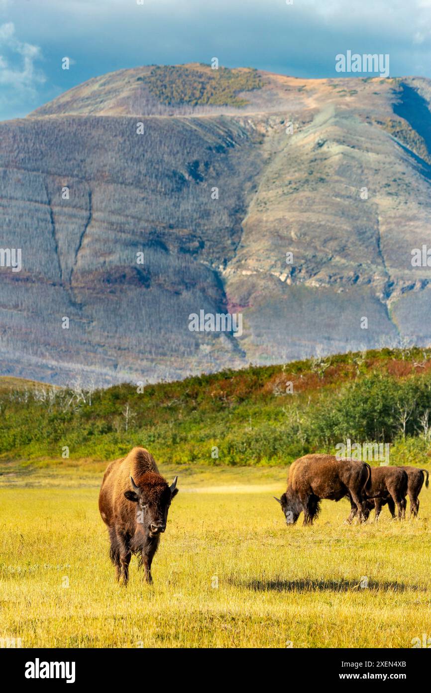 Bison (Bison) grazing in a grassy field with rolling hills and mountain ...