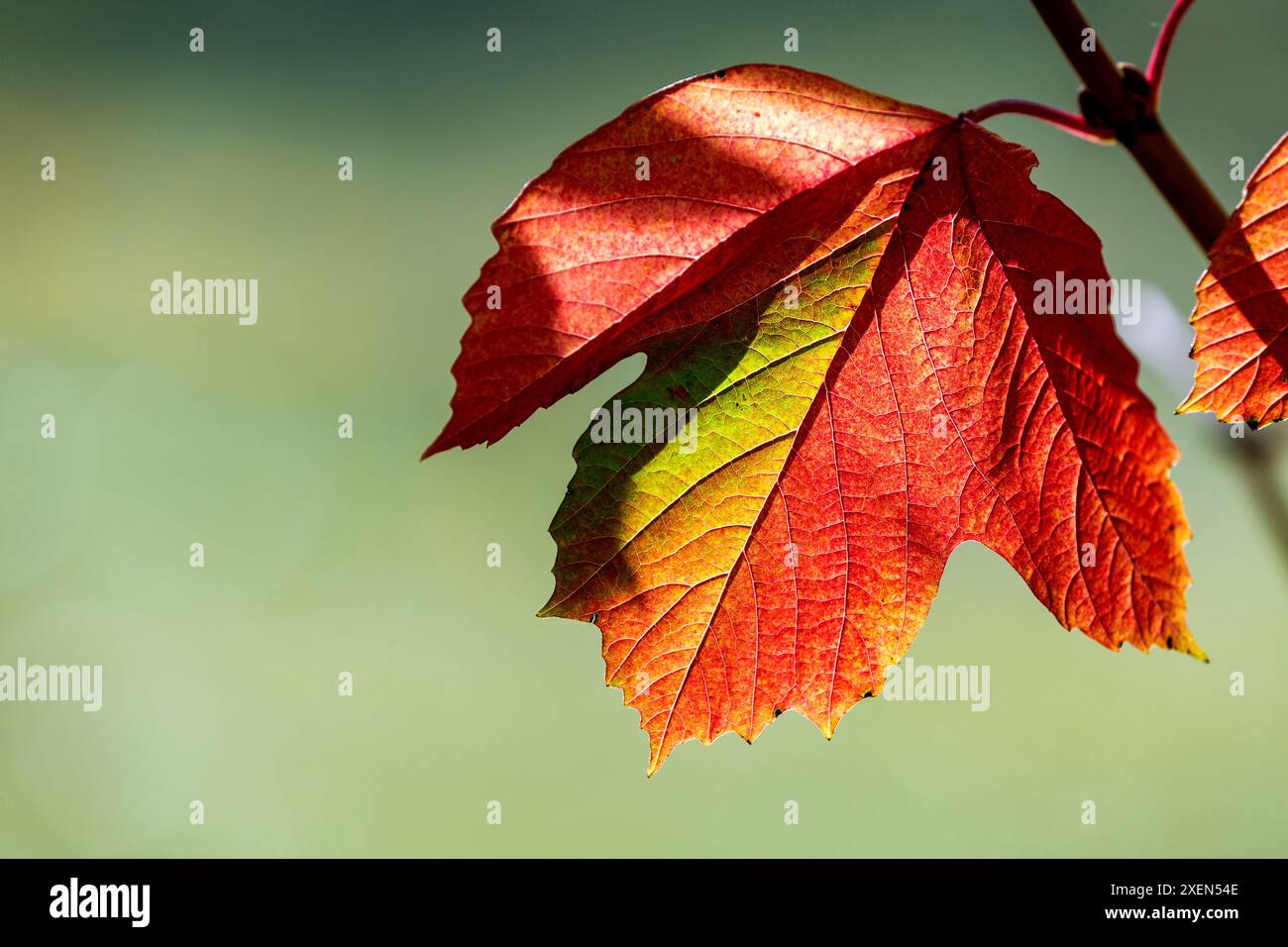 Close up of a colourful single maple leaf in the fall; Calgary, Alberta, Canada Stock Photo