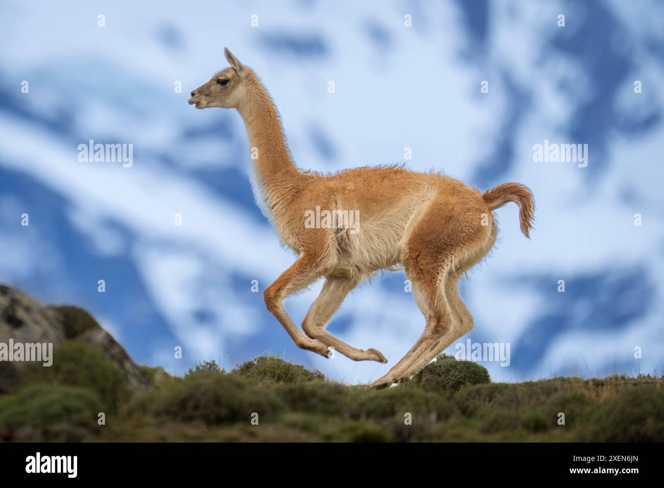 Guanaco (Lama guanicoe) runs down ridge with mountain behind in Torres ...
