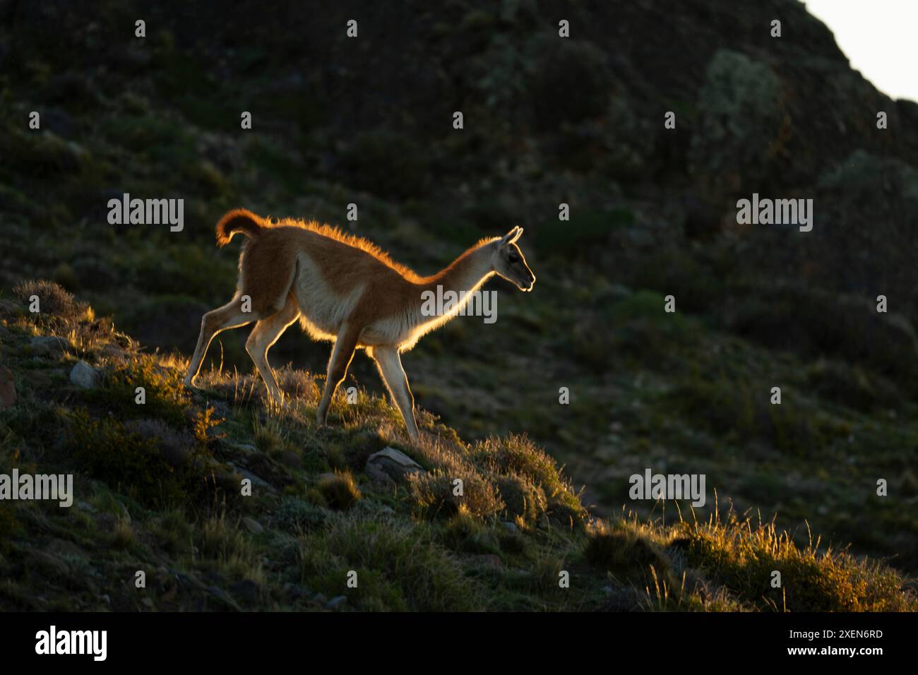 Guanaco (Lama guanicoe) walks down ridge backlit at sunset in Torres ...