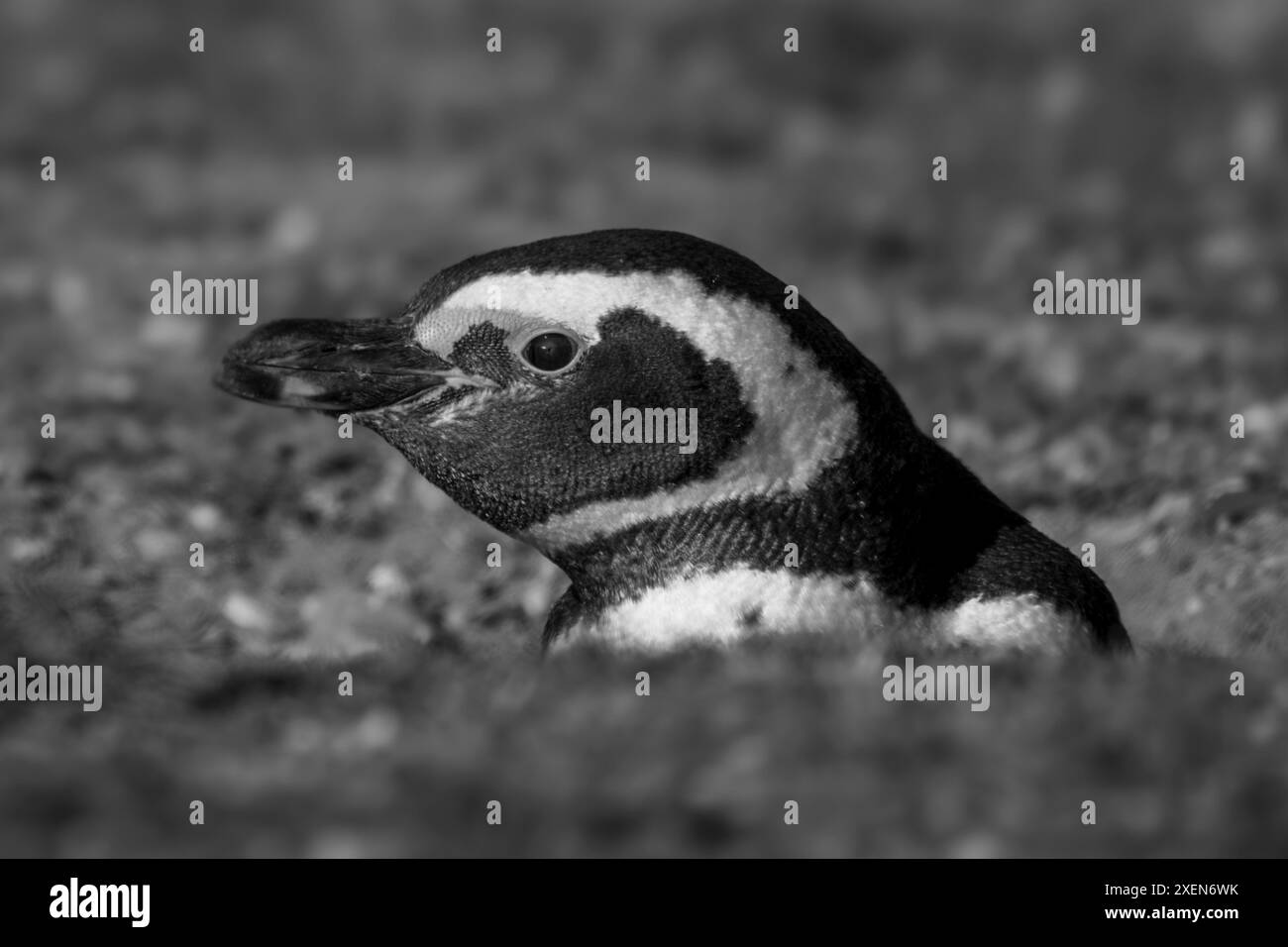 Mono Magellanic penguin in profile in burrow Stock Photo - Alamy