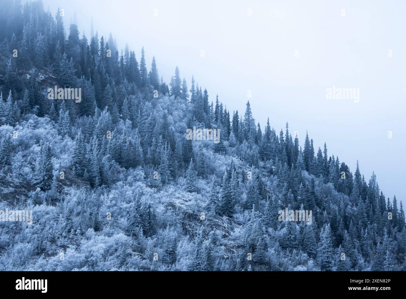 Winter sets in the Yukon as mist hovers over the snow-covered trees on the mountainside surrounding Annie Lake and come alive in sublime snow and l... Stock Photo