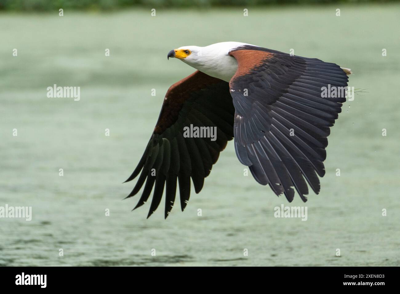 portrait-of-african-fish-eagle-icthyophaga-vocifer-flying-low-over