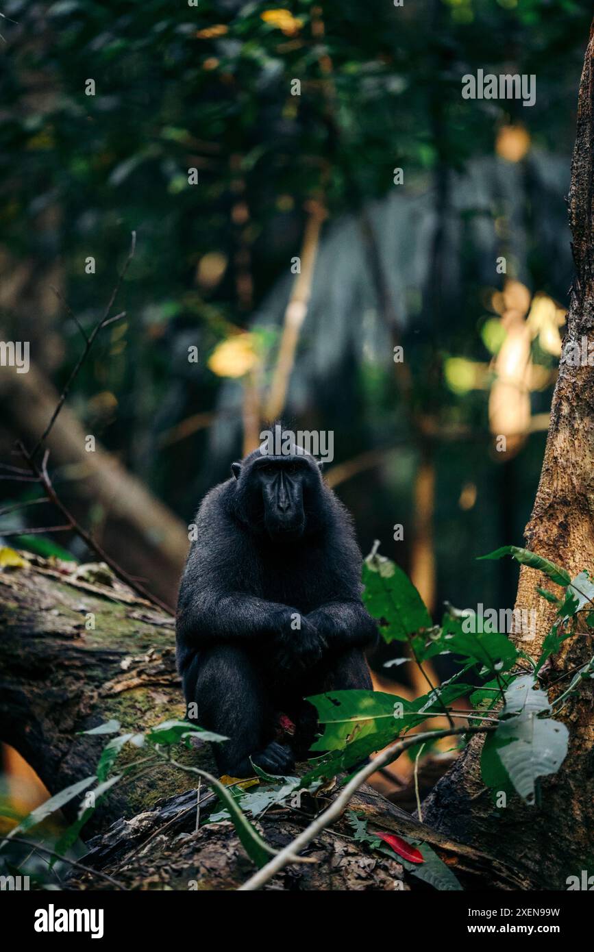 Celebes crested macaque (Macaca nigra) sitting on a large tree limb in ...