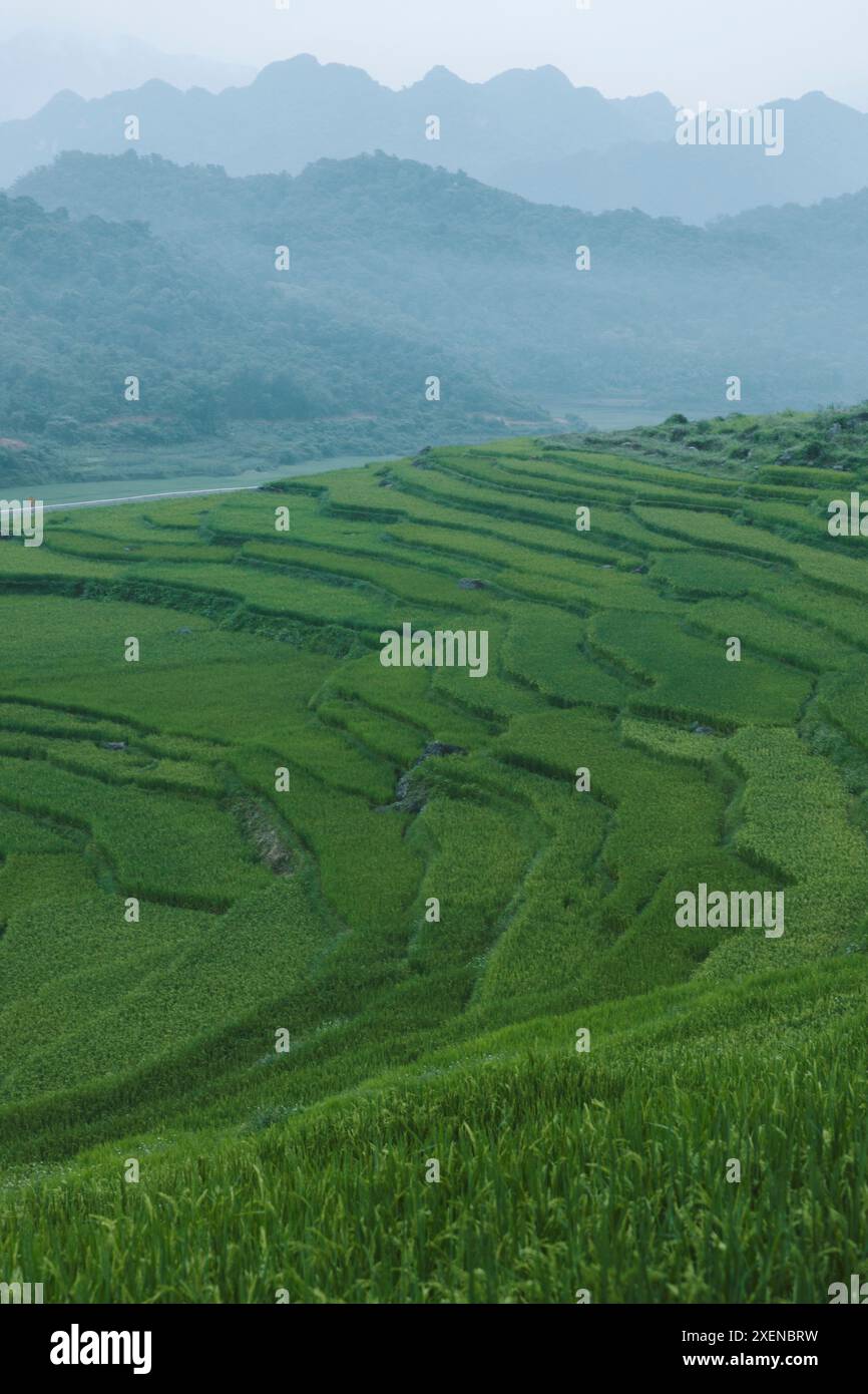 Lush rice terraces on farmland in Vietnam; Pu Luong, Thanh Lam, Ba ...