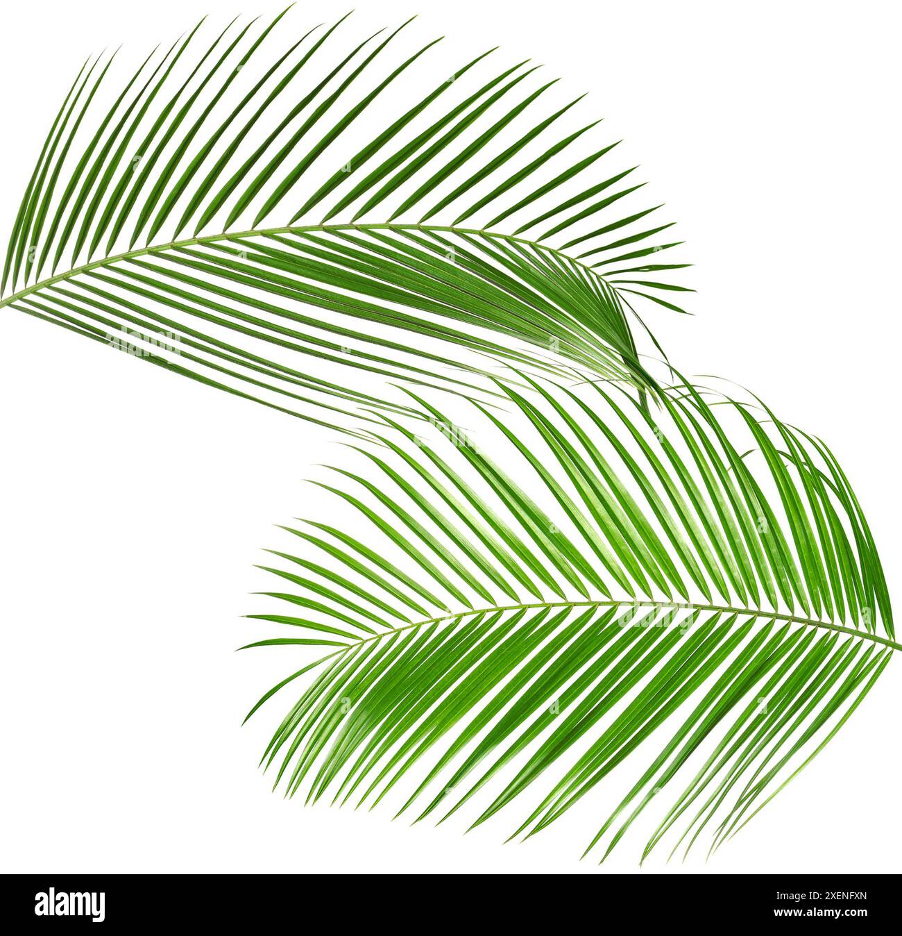 Green coconut palm leaves isolated on white, set Stock Photo
