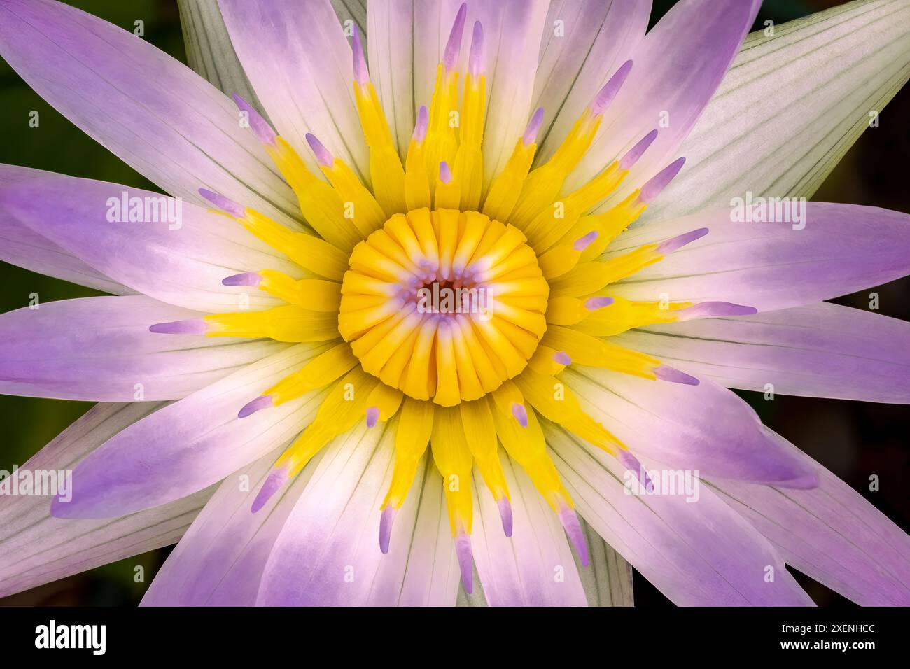 Madame Ganna Walska water lily Stock Photo