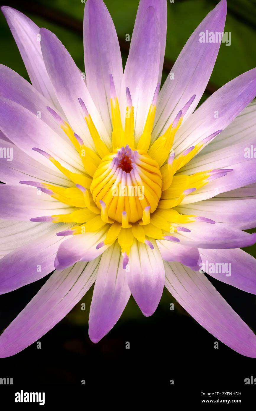 Madame Ganna Walska water lily Stock Photo