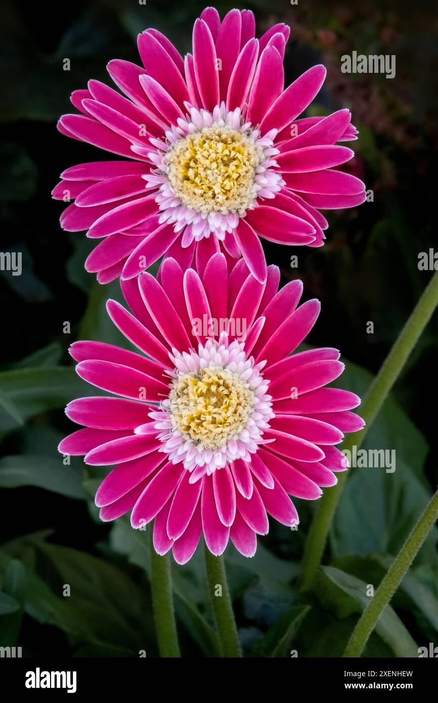 Barberton daisy, pink gerbera daisy Stock Photo