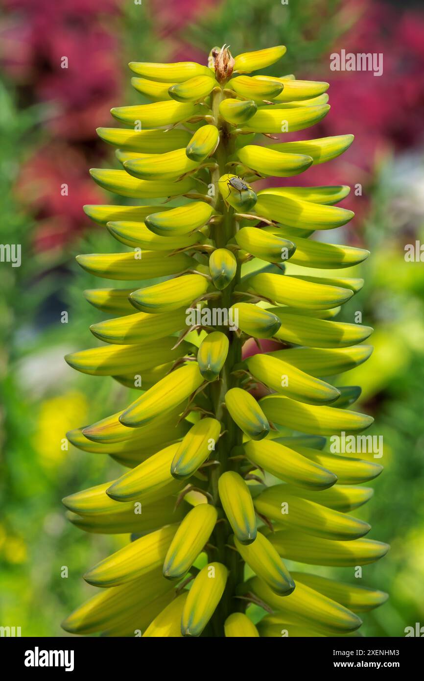 Barbados aloe hi-res stock photography and images - Alamy