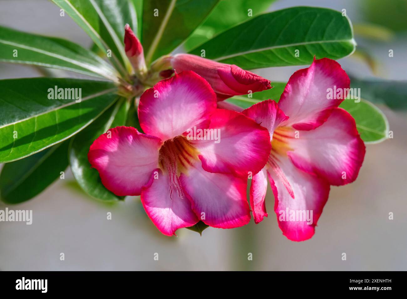 Desert rose plant hi-res stock photography and images - Alamy