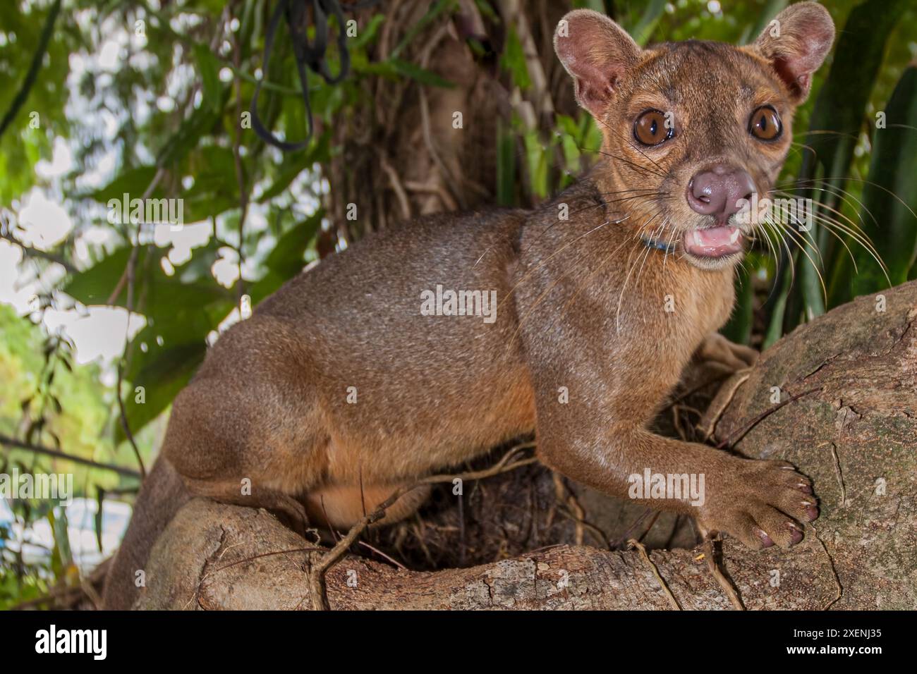 Endangered vicious fossa Stock Photo - Alamy