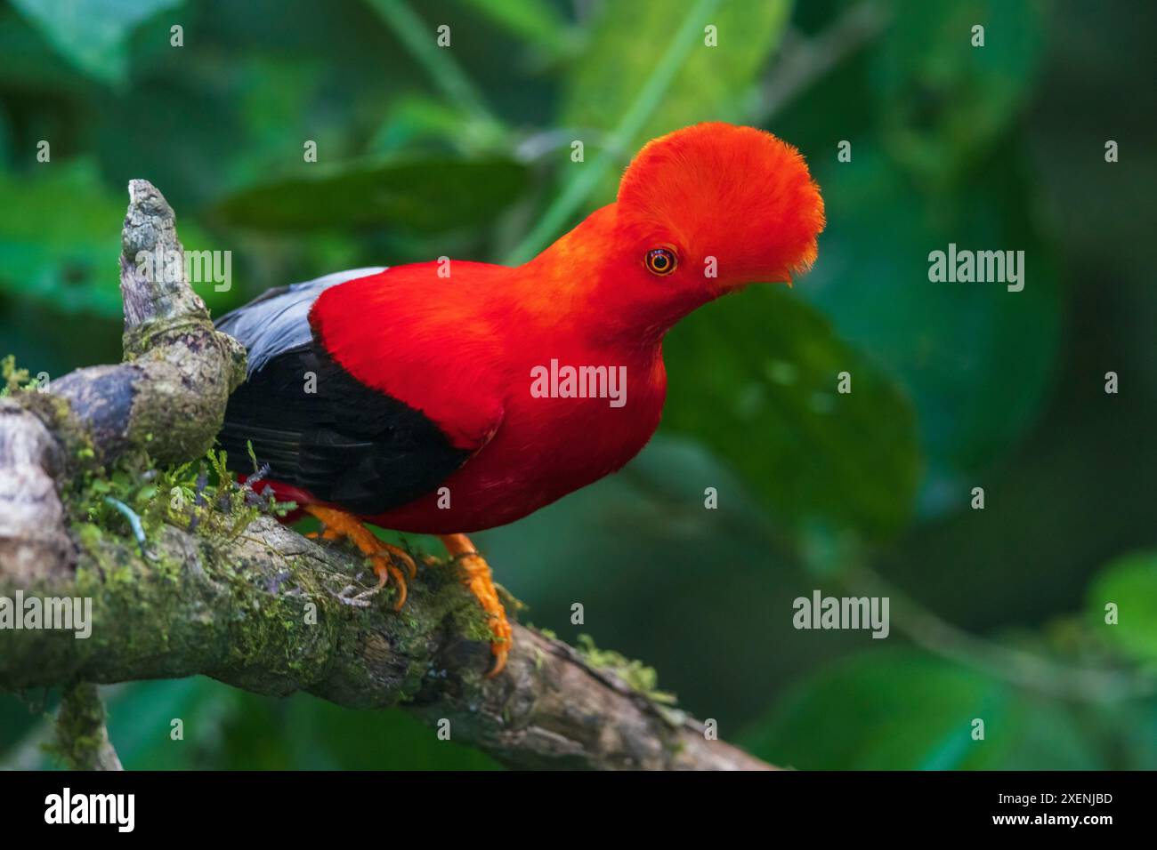 andean-cock-of-the-rock-cloud-forest-andes-ecuador-stock-photo-alamy