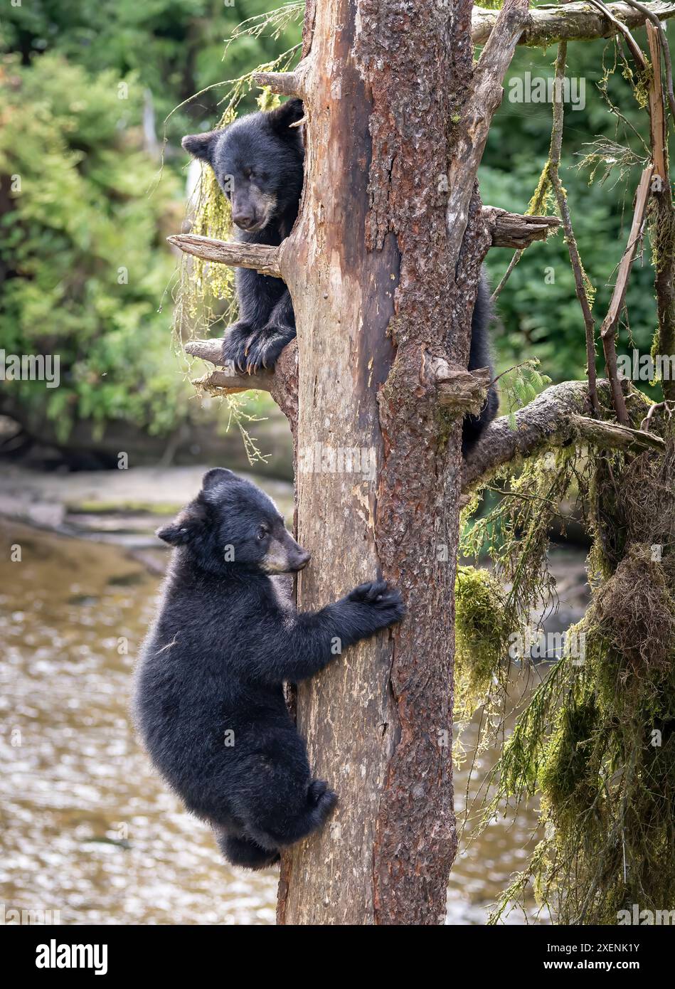 Black bear cubs tree hi-res stock photography and images - Alamy