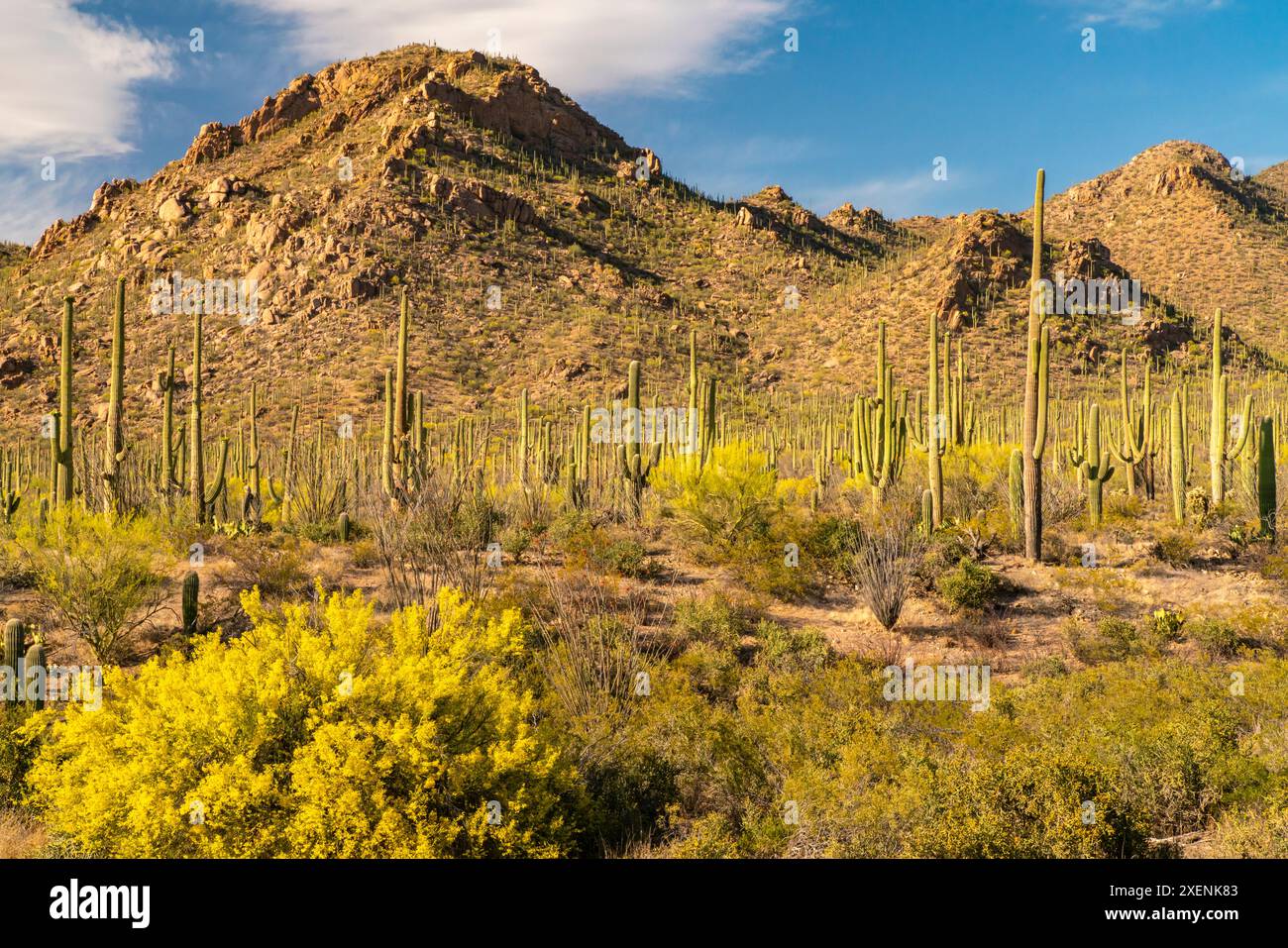 Cactus verde hi-res stock photography and images - Alamy