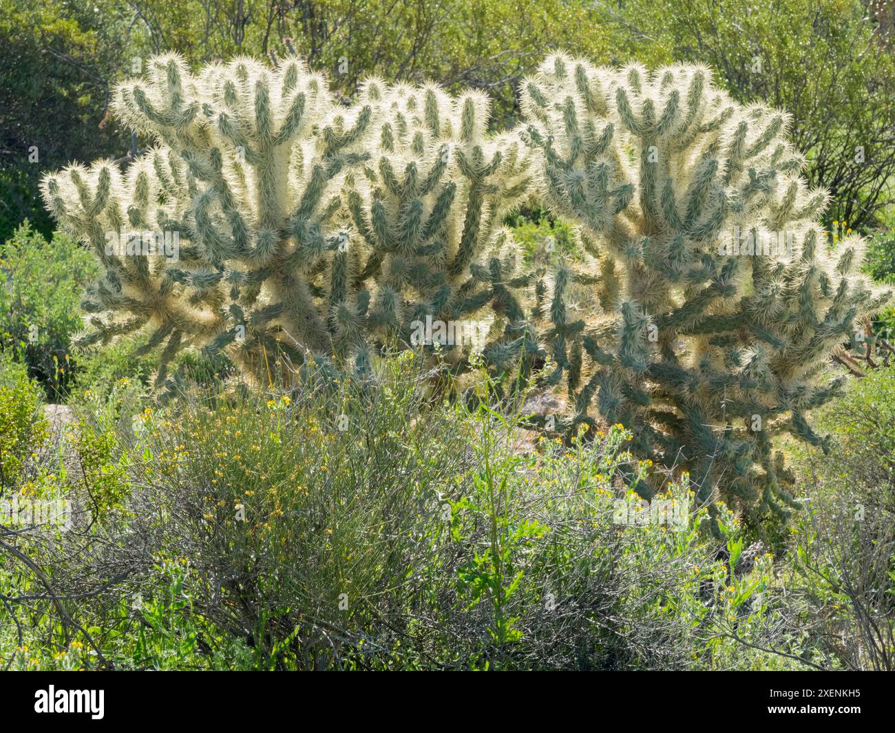 Flying Cactus Arizona, Sonoran Desert, Tonto National Forest. Backlit Jumping cholla ...