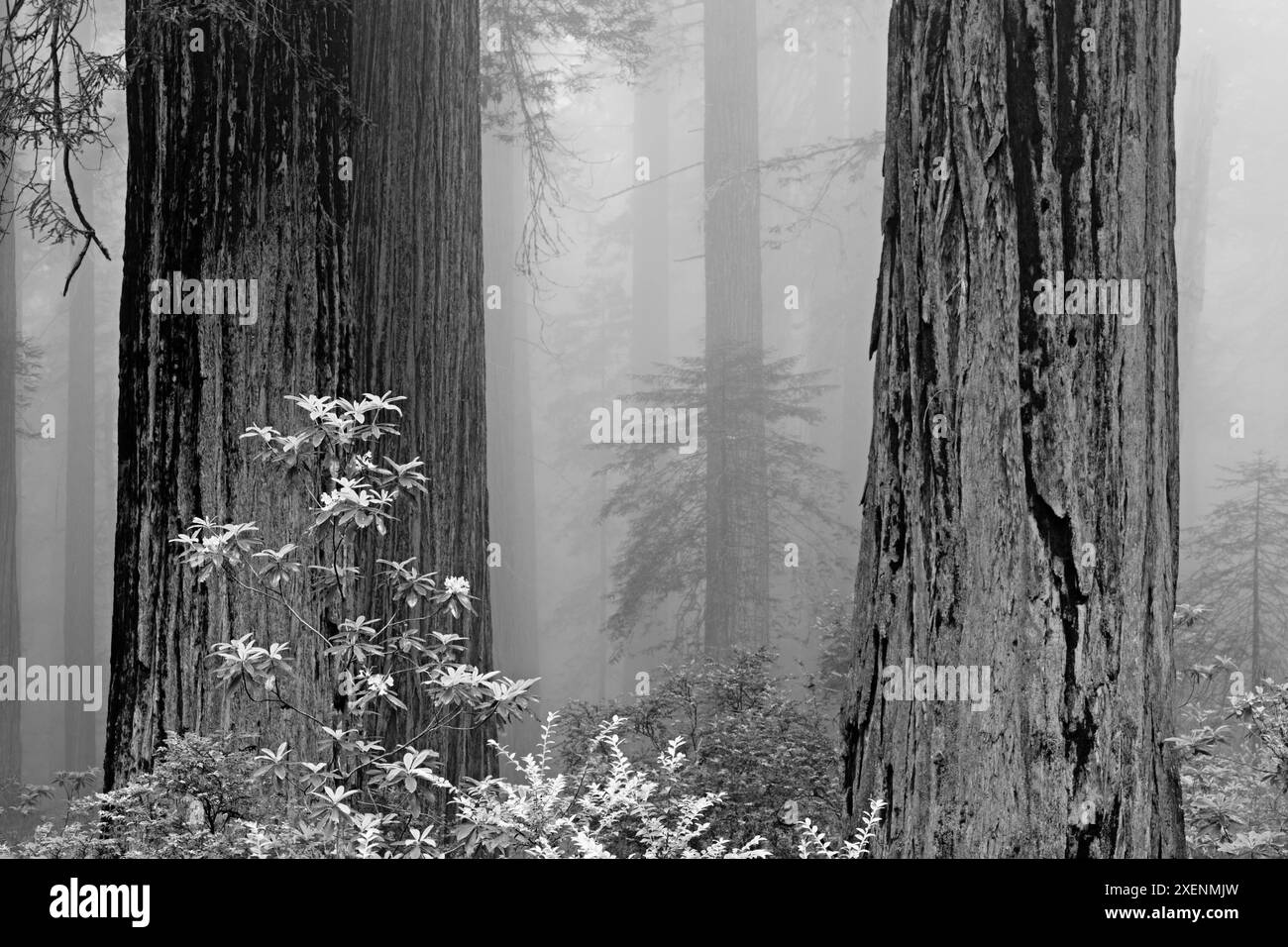 California, del Norte Coast Redwoods State Park, redwood trees in fog ...