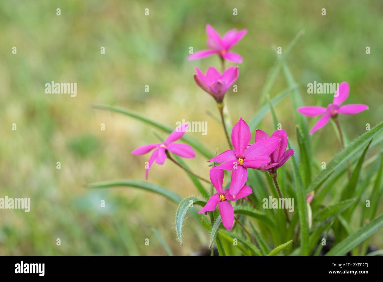 Pink star grass flowers (Rhodohypoxis milloides). space for your text. Stock Photo