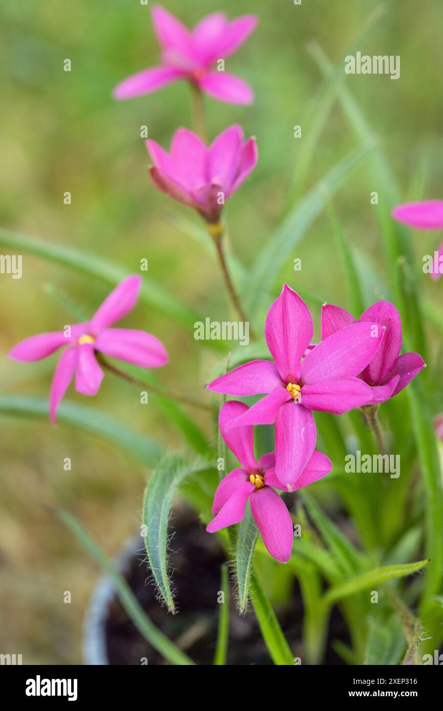 Pink star grass flowers (Rhodohypoxis milloides). Stock Photo