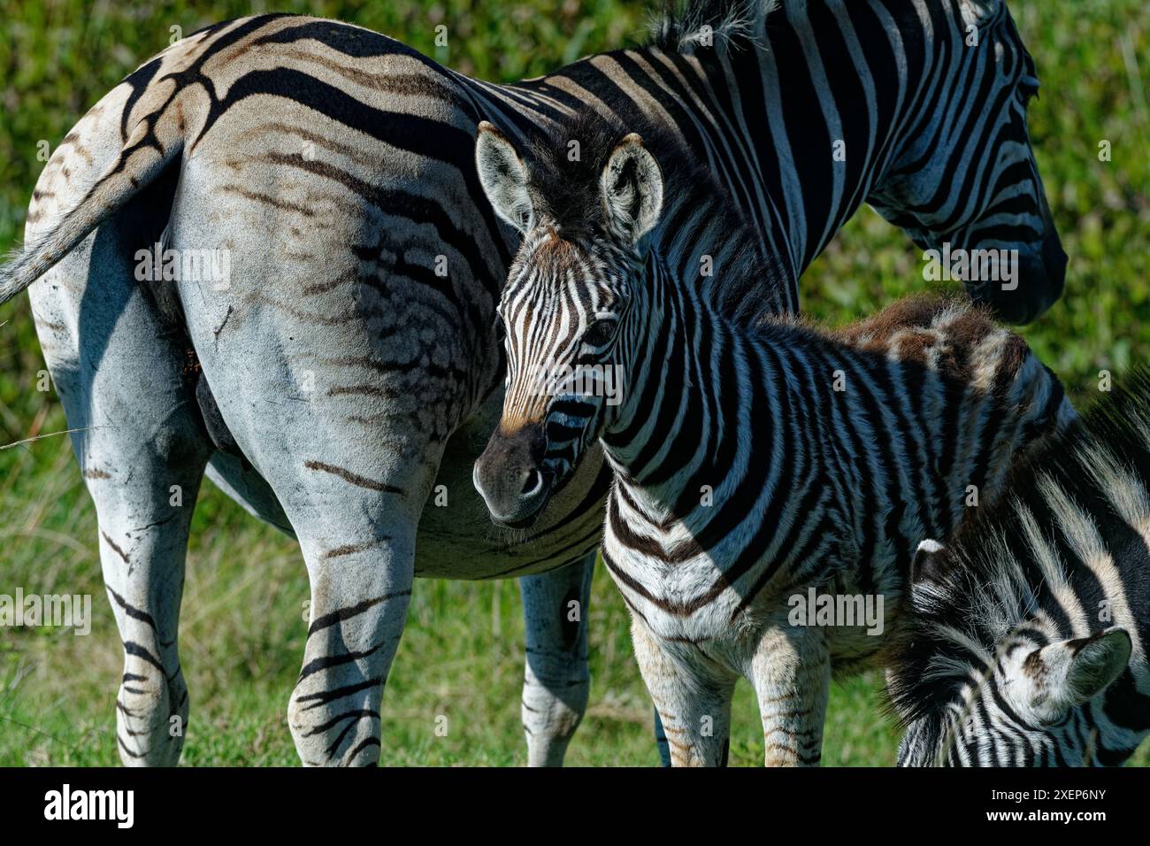 White zebra hi-res stock photography and images - Page 14