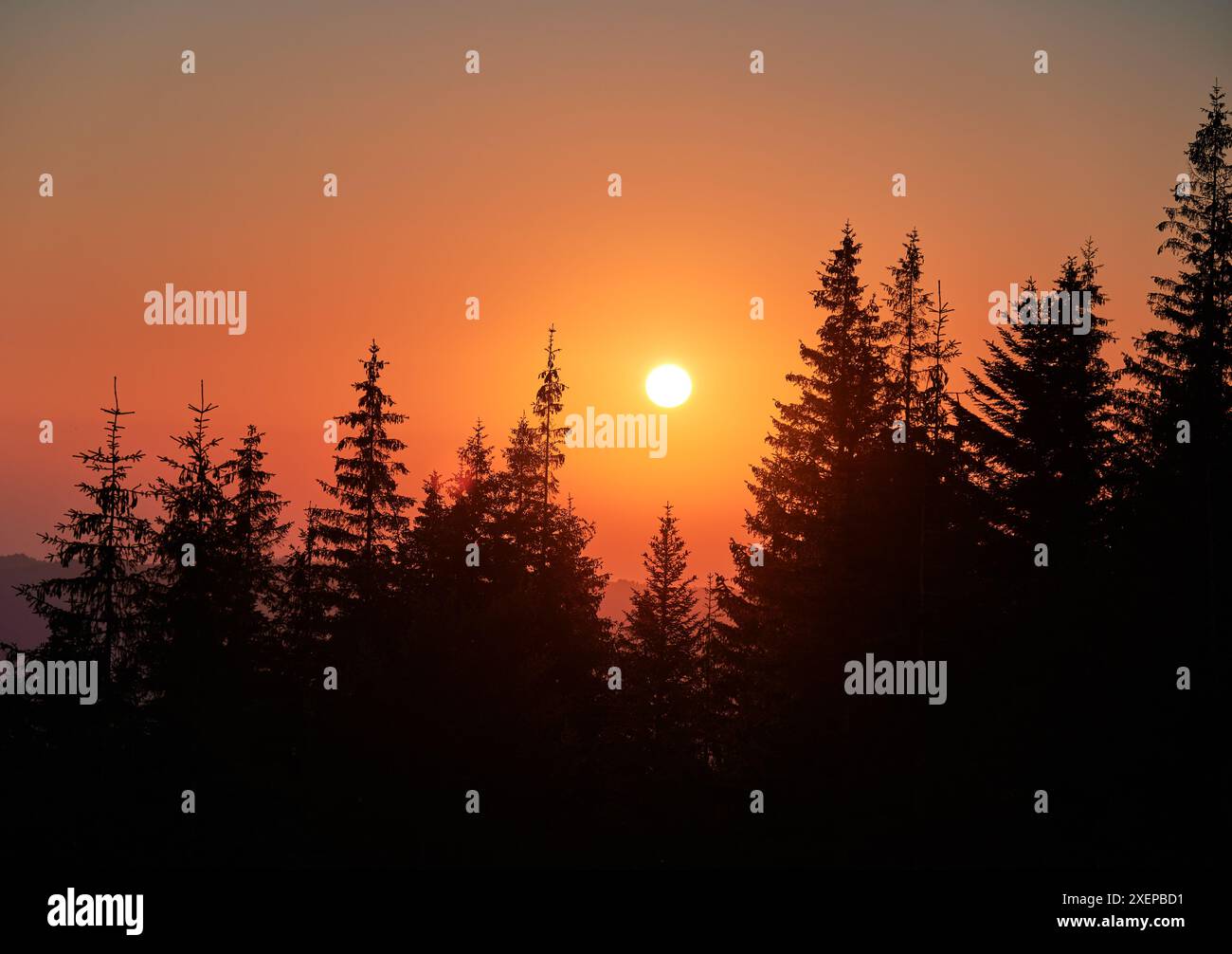 Orange sunrise over coniferous forest. Warm light of mountain dawn. Stunning landscape of sunrise in mountains. Stock Photo