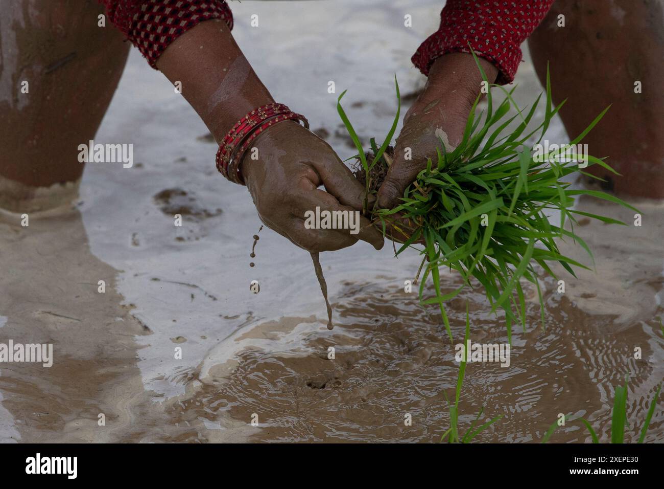 Bhaktapur, Nepal. 29th June, 2024. On June 29, 2024, in Bhaktapur ...