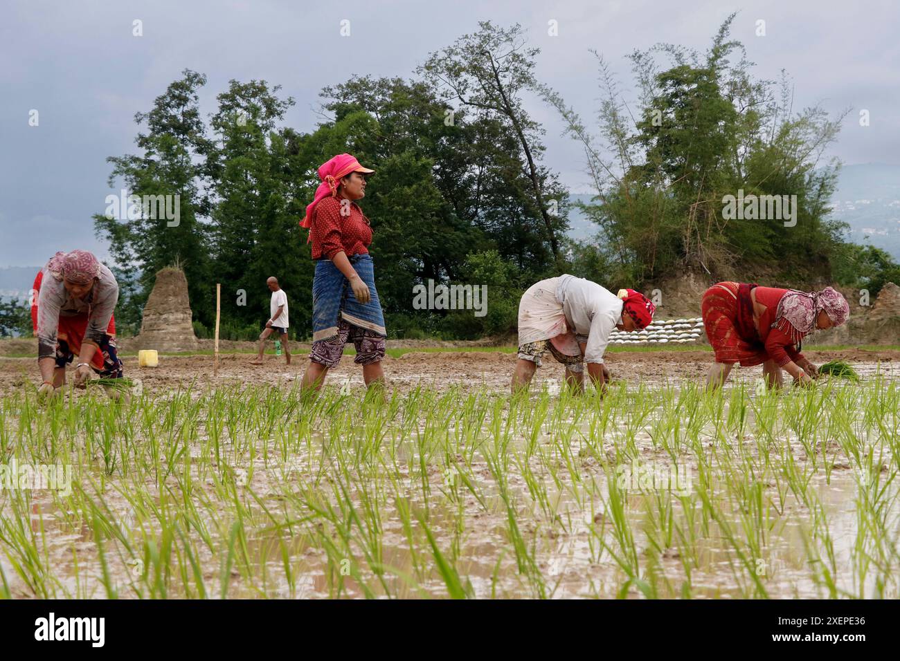 Bhaktapur, Nepal. 29th June, 2024. On June 29, 2024, in Bhaktapur ...