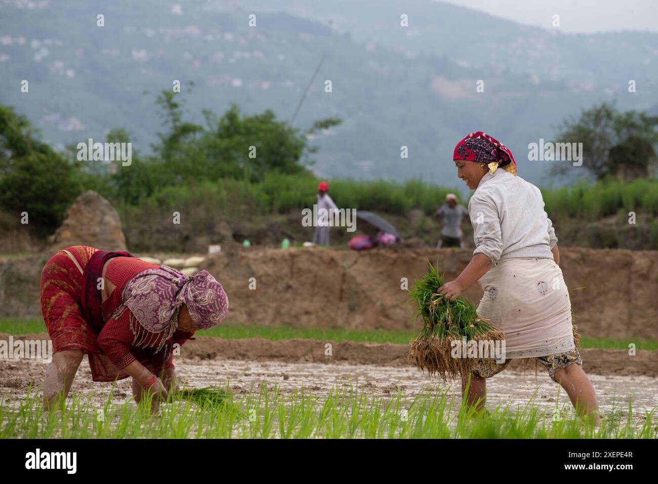 Bhaktapur, Nepal. 29th June, 2024. On June 29, 2024, in Bhaktapur ...