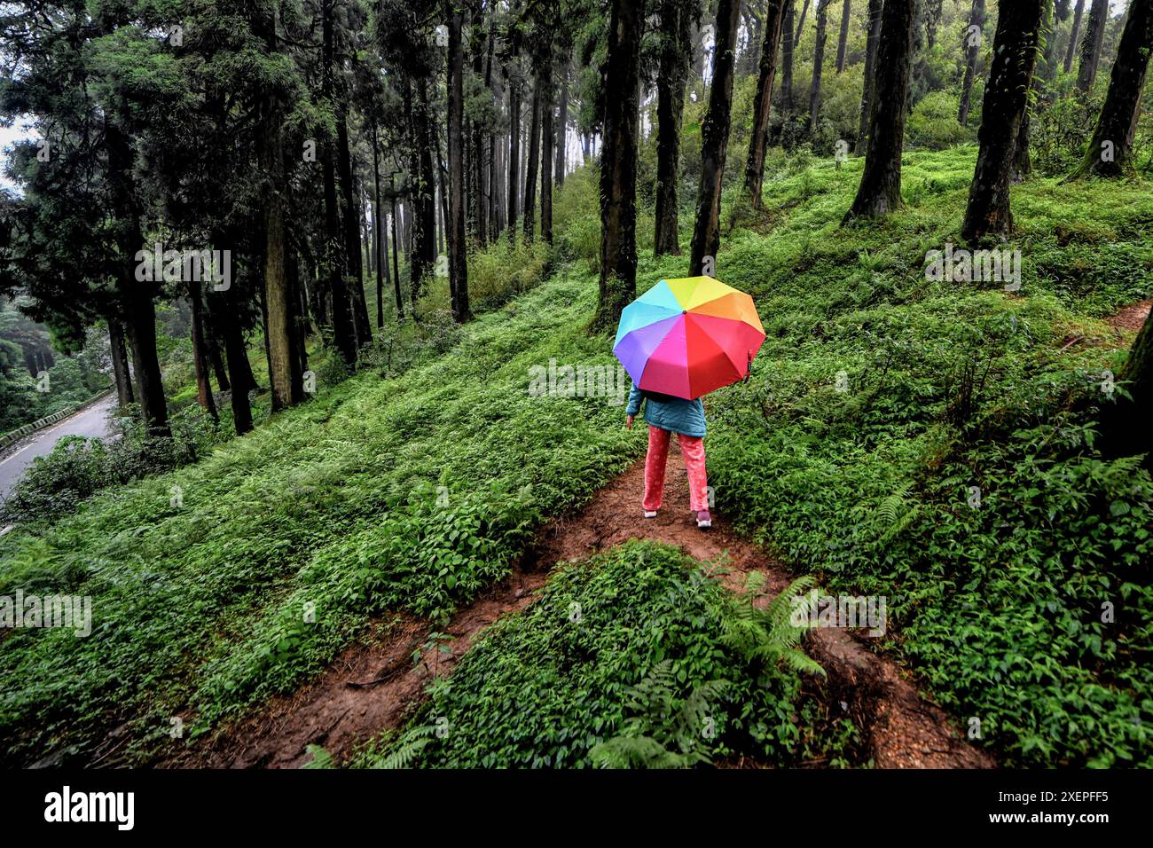 Darjeeling, India. 21st June, 2024. A man walks into a Pine forest with ...