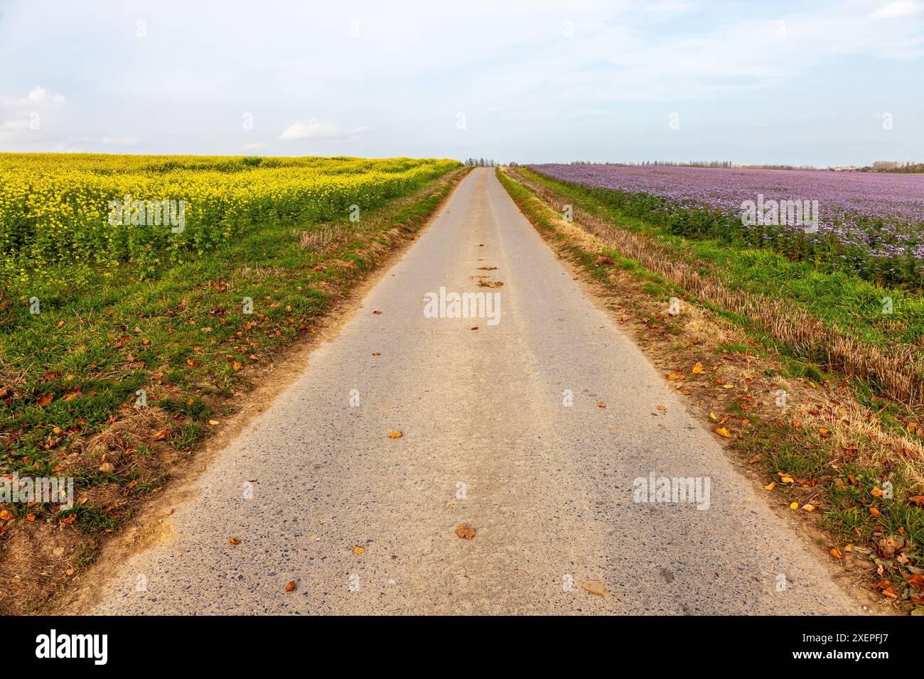 Road losing itself in the horizon lined with flowering fields, yellow on the left, purple on the right Stock Photo