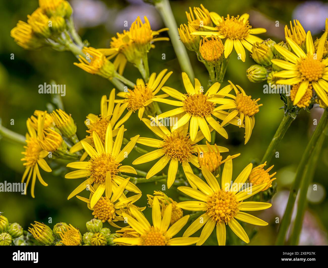 Bunch of Common ragwort flowers in blossom growing on a meadow Stock ...