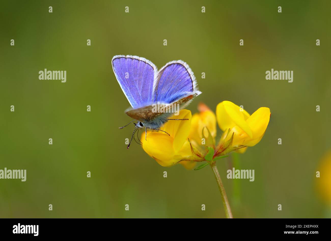 Common Blue Butterfly resting on a Birds foot trefoil flower, County ...