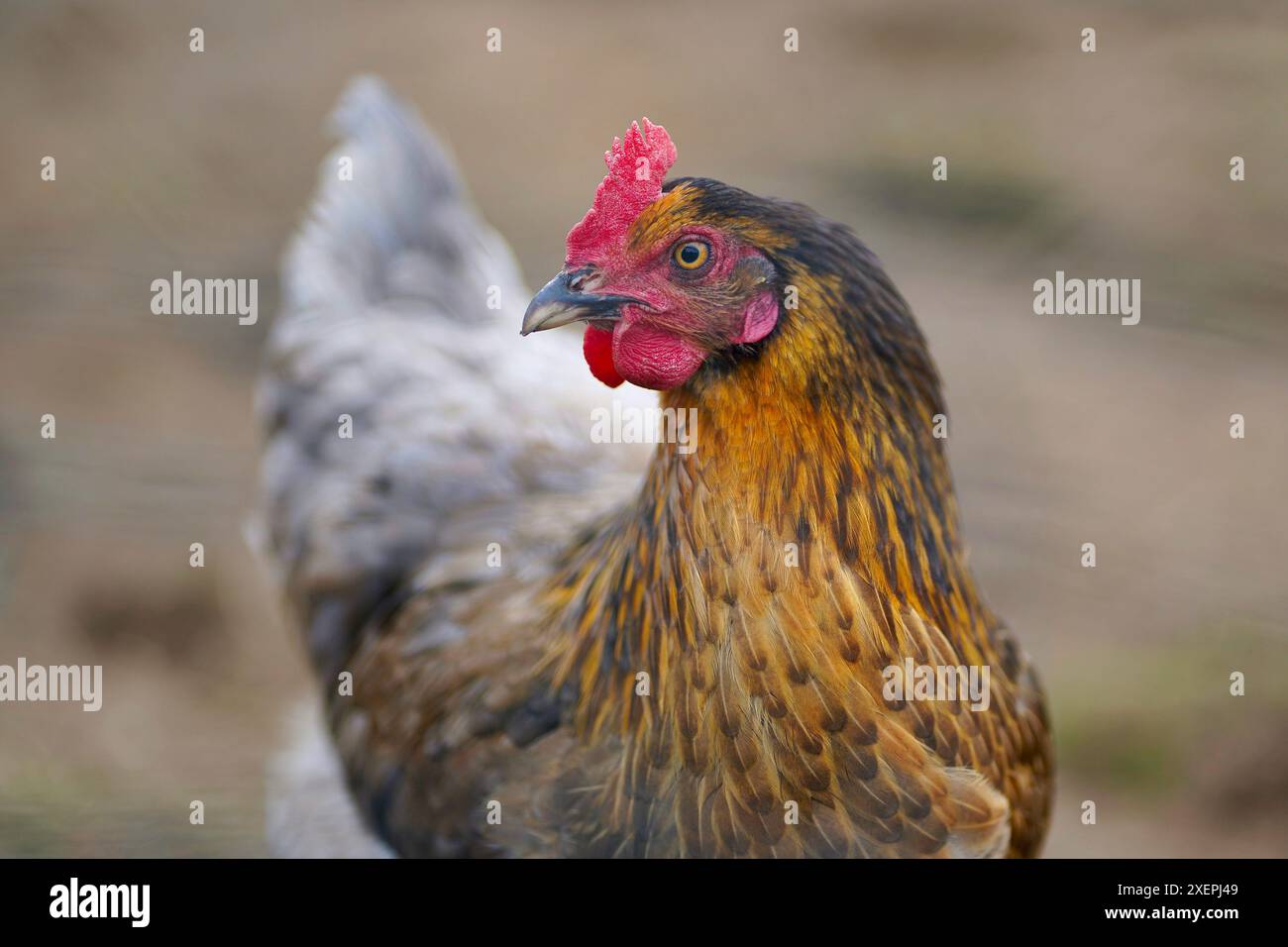 Chicken hahn hi-res stock photography and images - Alamy