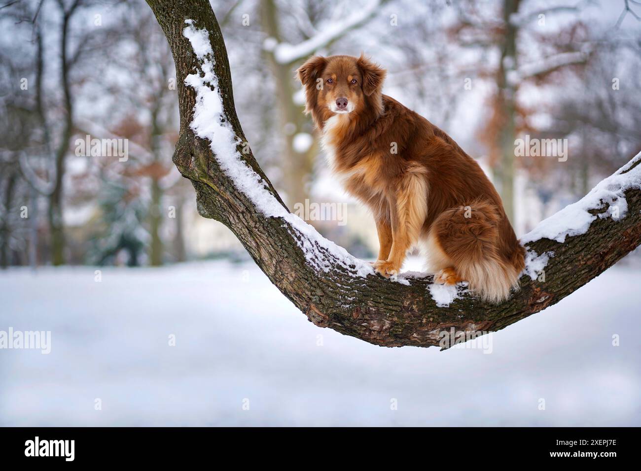 Dog by tree hi-res stock photography and images - Alamy