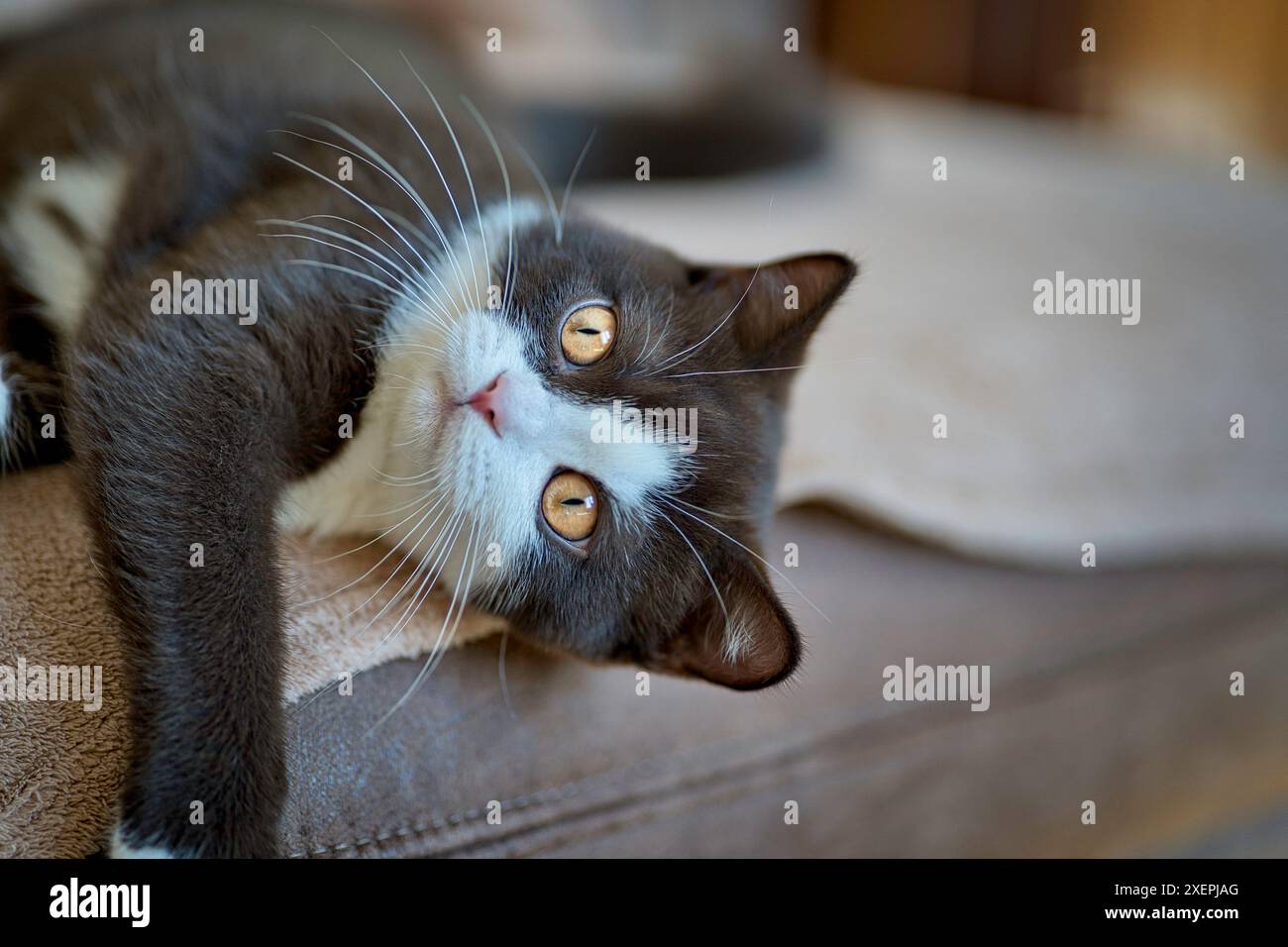 Looking Cat Stock Photo