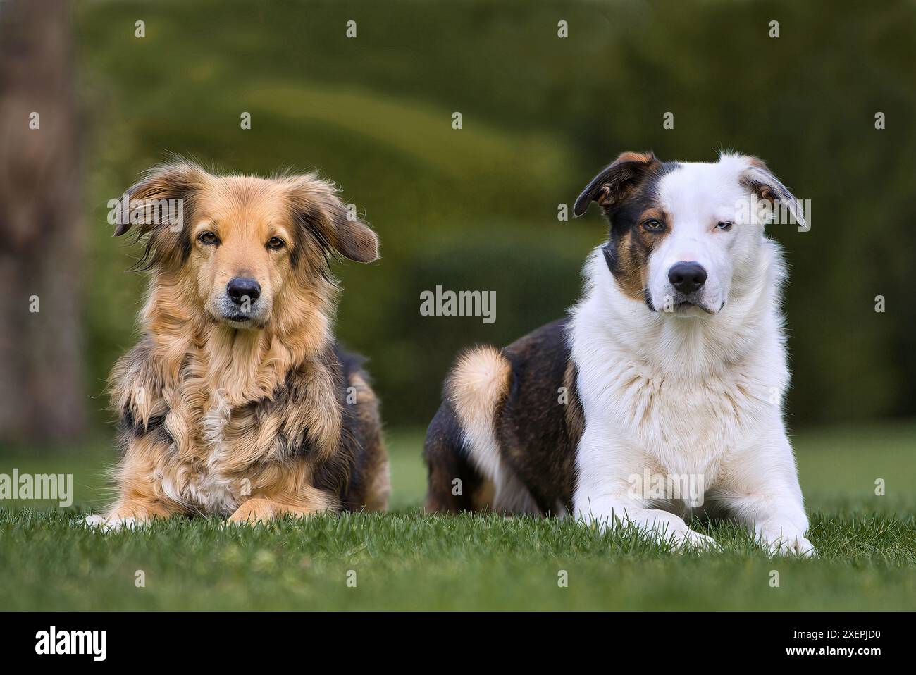 Dogs Stock Photo