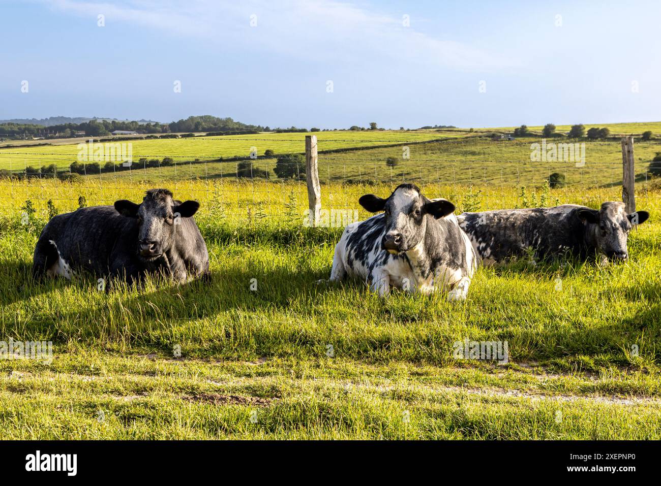 Three cows resting by a pathway along the South Downs Way, with a blue ...