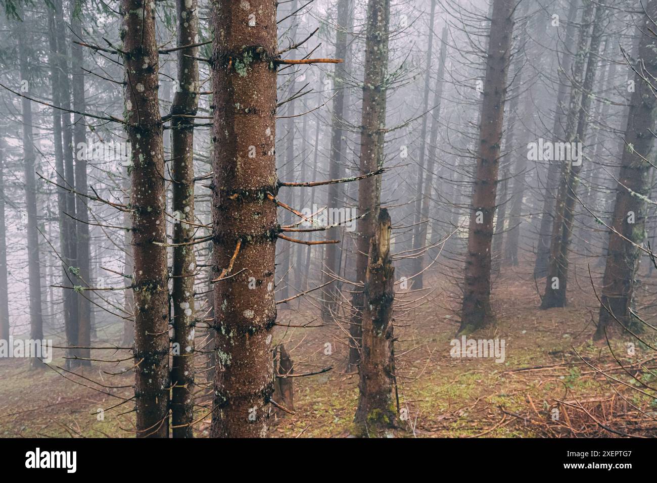 Dense white fog envelops landscape hi-res stock photography and images ...