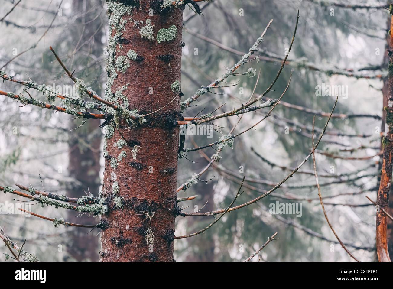 Dense white fog envelops landscape hi-res stock photography and images ...