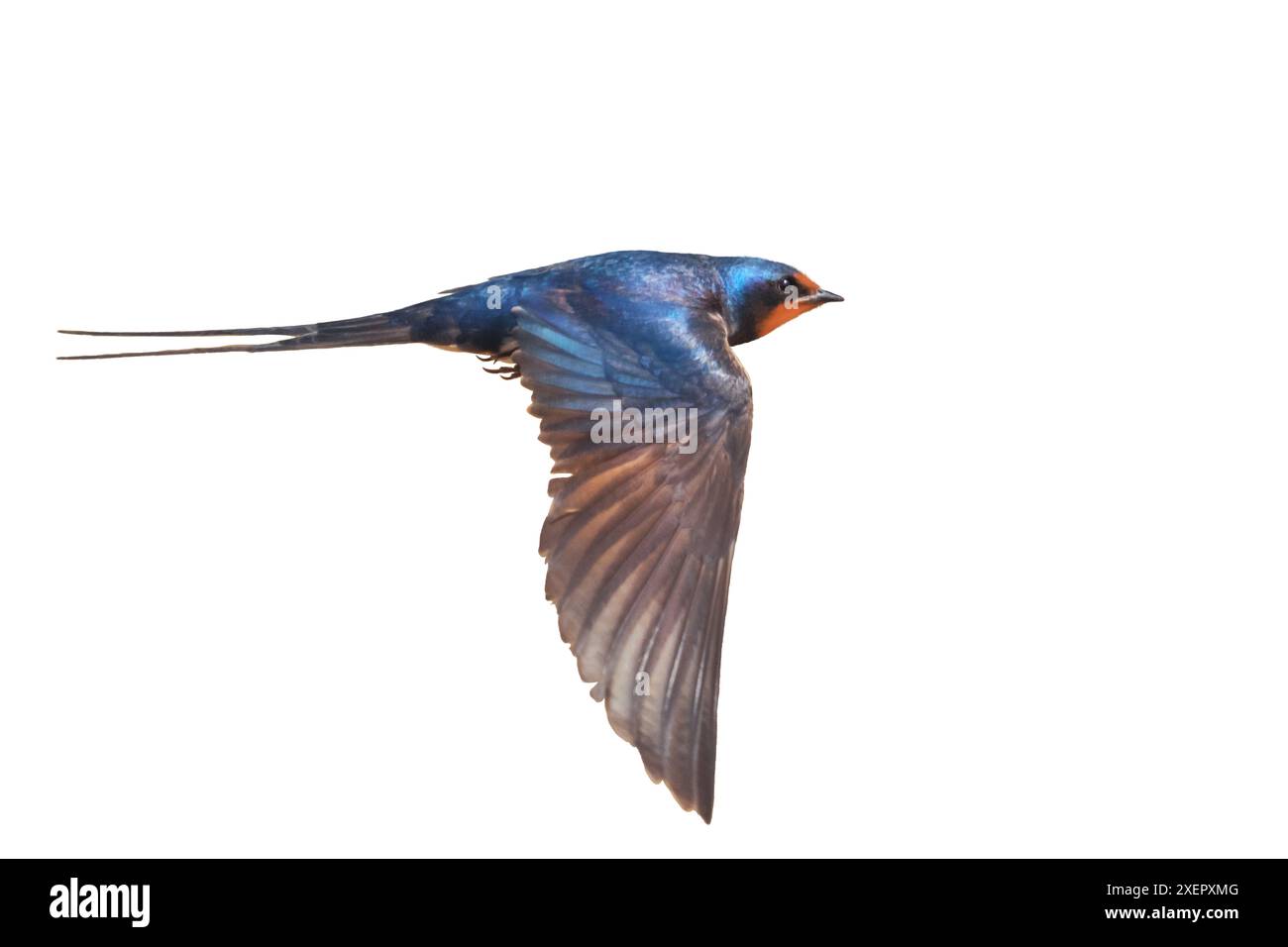 bird in flight, barn swallow isolated Stock Photo