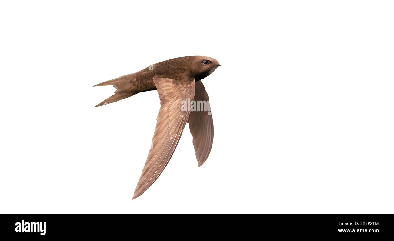 swift, bird in fast flight, isolated Stock Photo