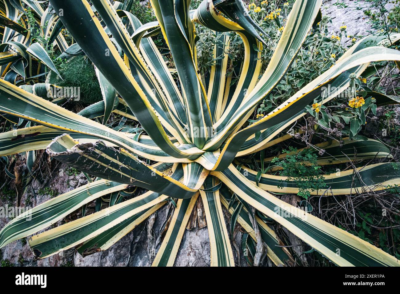 Close-up view showcasing the exotic beauty of agave succulents in a garden setting. Stock Photo