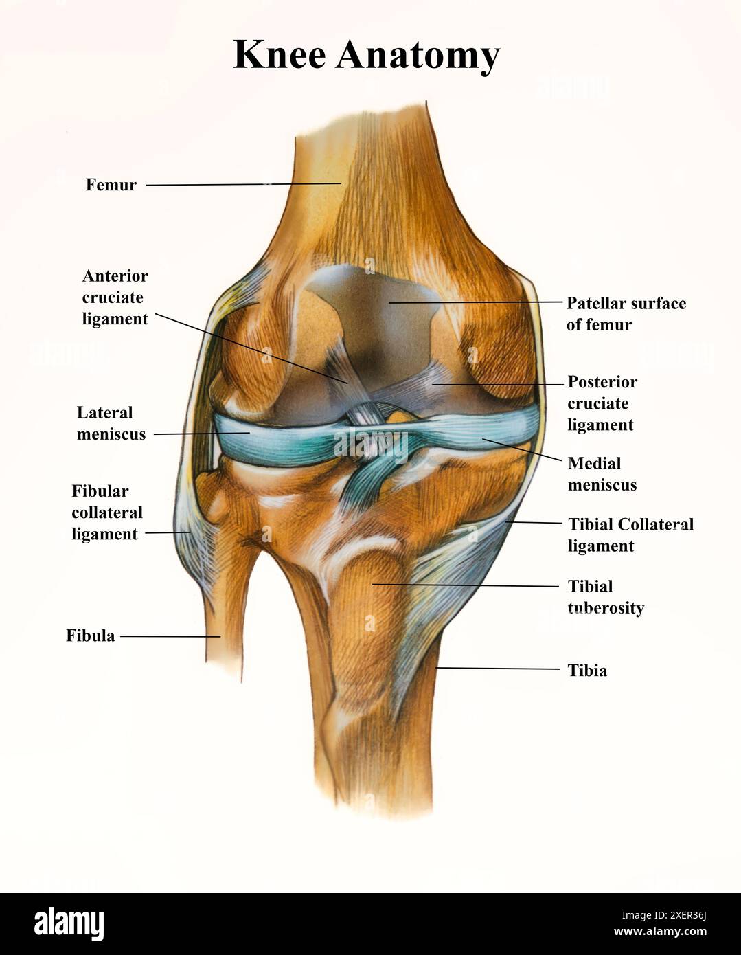 Illustration knee anatomy teaching basics for knee replacement surgery